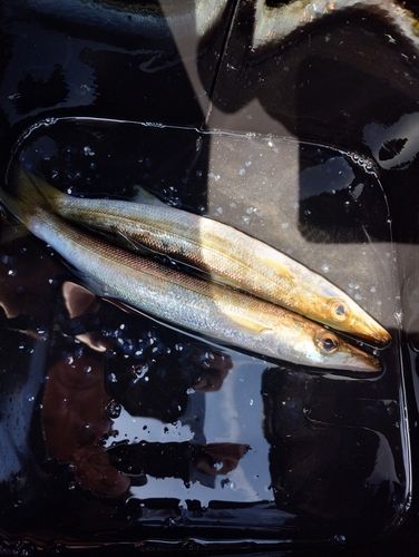 カマスの釣果