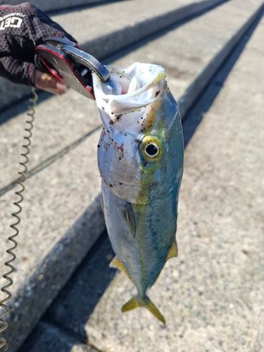 ワカシの釣果