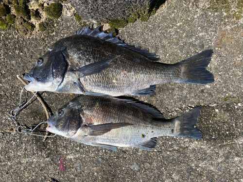 クロダイの釣果