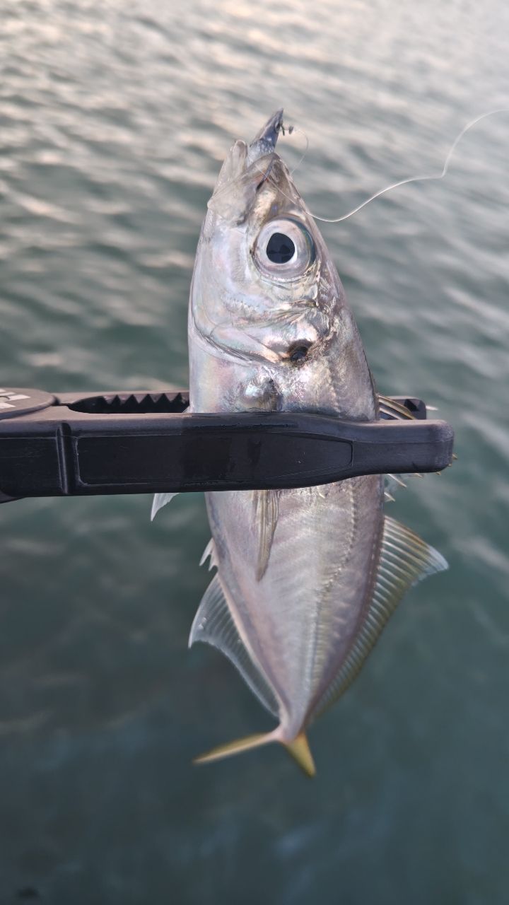AbuGarcia ソルティーステージ プロトタイプ アジング XAJS-642ULSSの