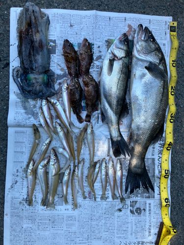 スズキの釣果