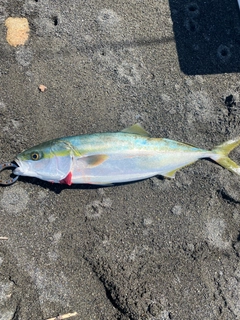 イナダの釣果