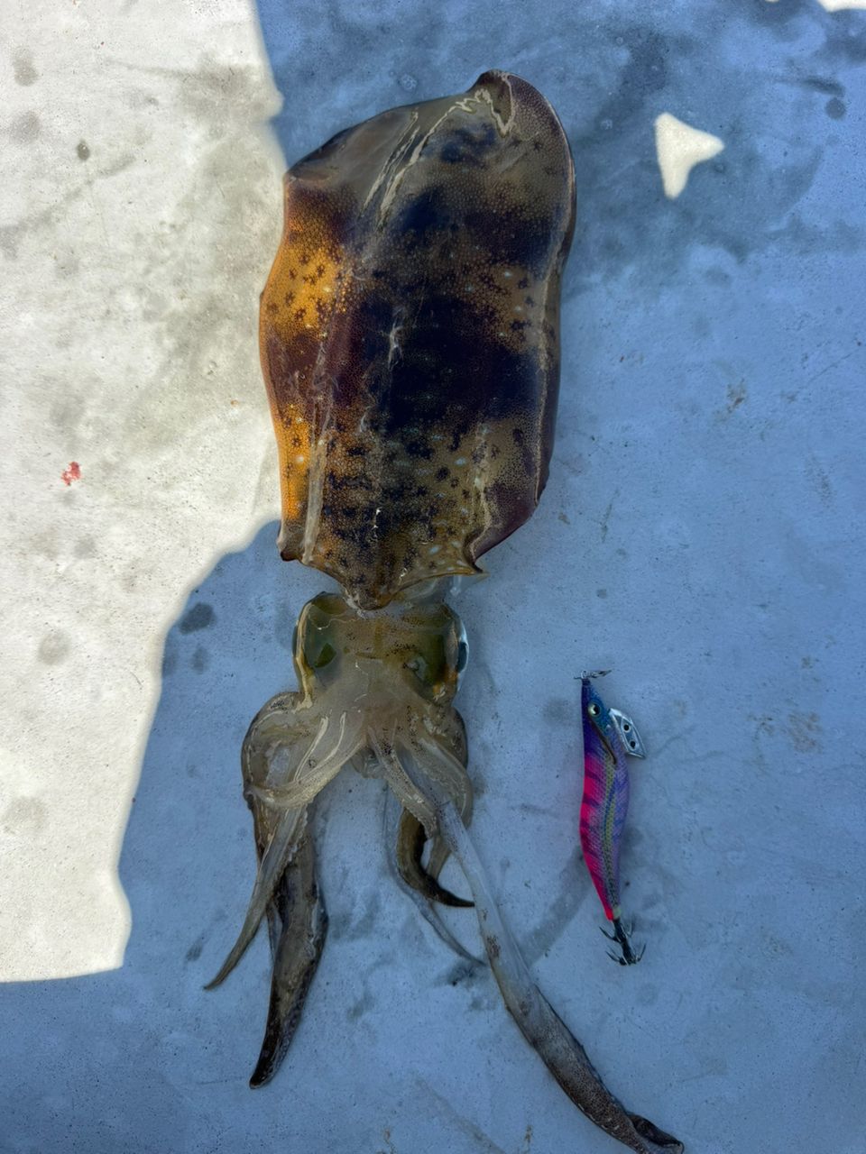 アオリイカの釣果写真