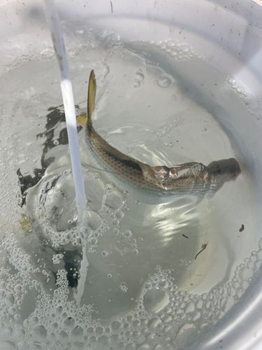 コノシロの釣果