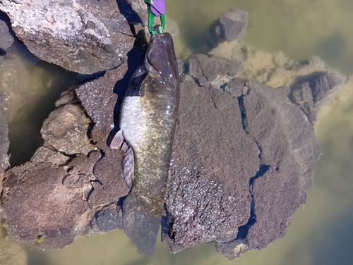 ナマズの釣果