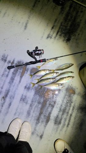 マアジの釣果
