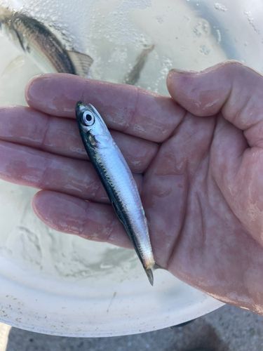カタクチイワシの釣果