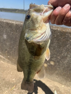ラージマウスバスの釣果