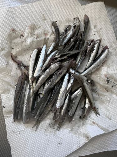 カタクチイワシの釣果