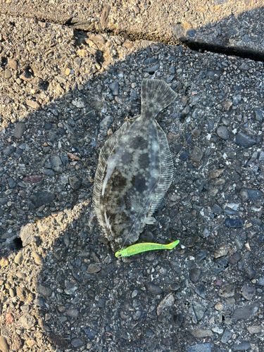 ソゲの釣果