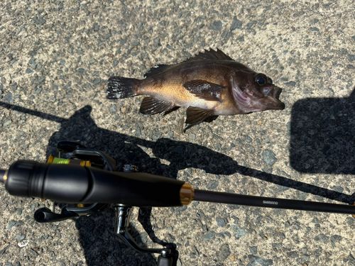 メバルの釣果