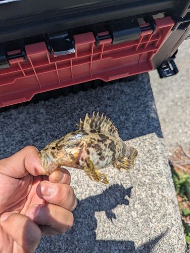 タケノコメバルの釣果