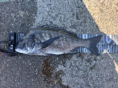 チヌの釣果
