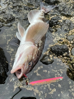 ホッケの釣果