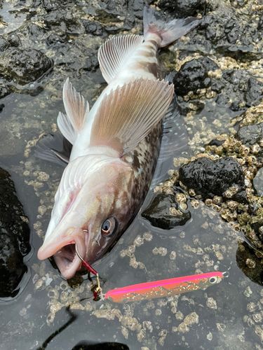 ホッケの釣果