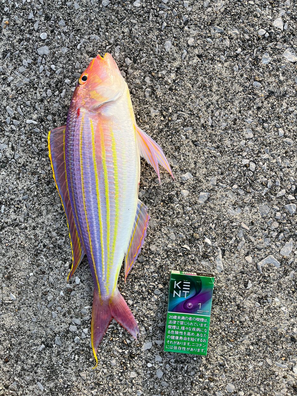 SHIMANO 22鱗海 (りんかい) リミテッド 0-530の最安値・インプレ・釣果