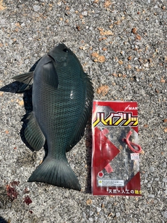 クチブトグレの釣果