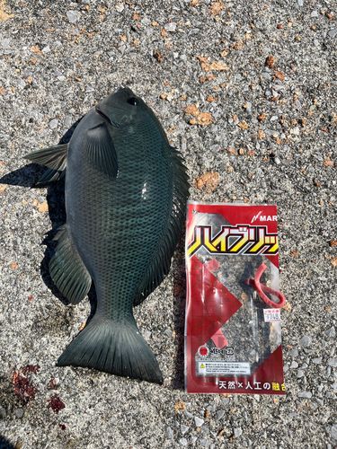 クチブトグレの釣果