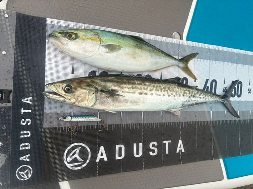 サゴシの釣果