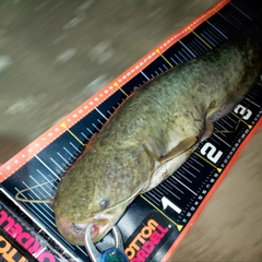 ナマズの釣果
