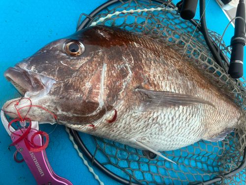 タイの釣果