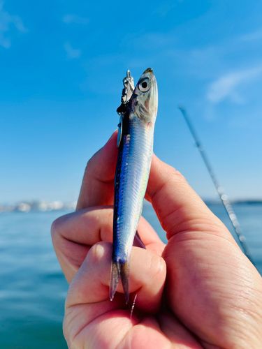 カタクチイワシの釣果