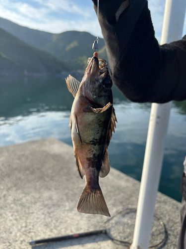 シロメバルの釣果