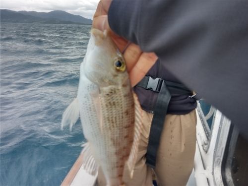 タマンの釣果