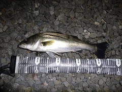 セイゴ（マルスズキ）の釣果