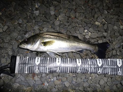 セイゴ（マルスズキ）の釣果
