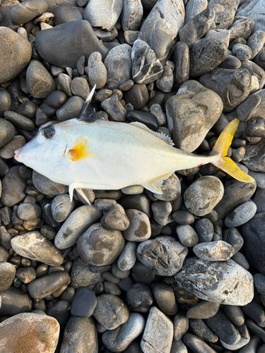 ギマの釣果