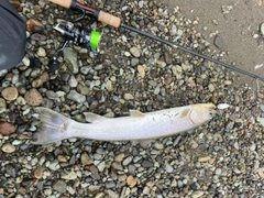 アメマスの釣果