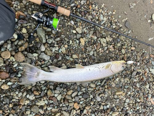 アメマスの釣果