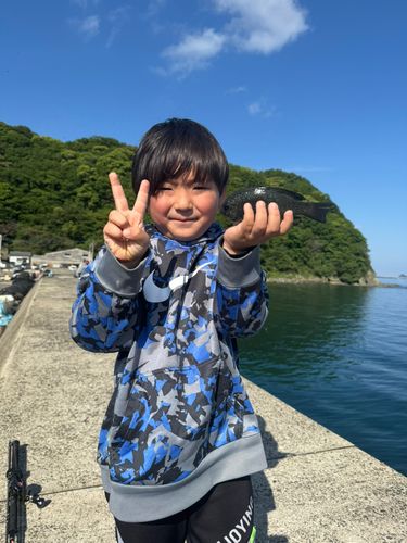 グレの釣果