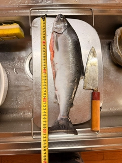 サクラマスの釣果