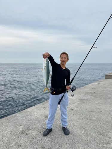 ハマチの釣果
