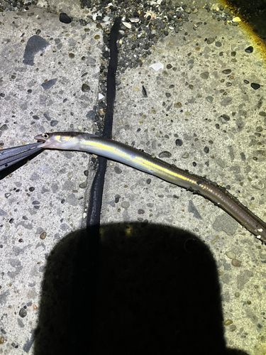 アナゴの釣果