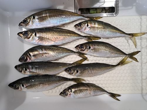 アジの釣果