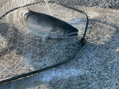 サクラマスの釣果