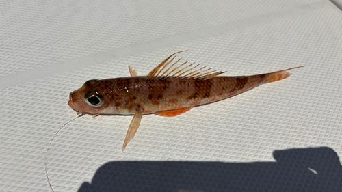 ヒメの釣果
