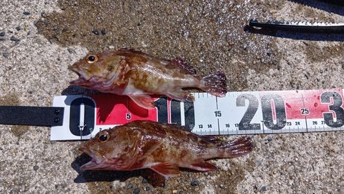 アラカブの釣果