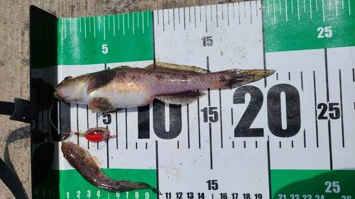 アカハゼの釣果