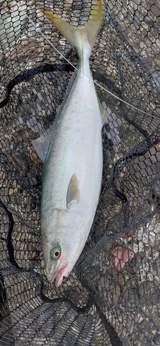 ツバスの釣果