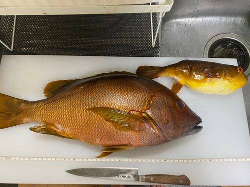 シブダイの釣果