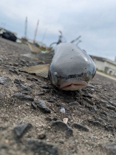 ボラの釣果