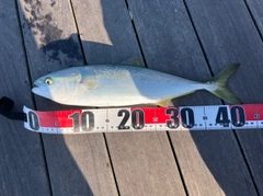 イナダの釣果