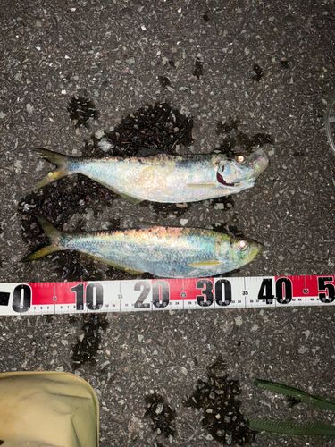 ヒラの釣果
