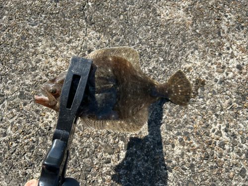 ヒラメの釣果