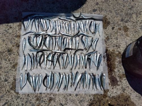 カタクチイワシの釣果
