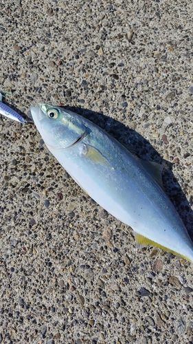 ワカシの釣果